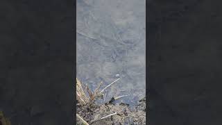 Western Mosquitofish eating a piece of cut worm Little White Oak Bayou [upl. by Nnainot860]