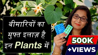 🔴💊 7 Medicinal Plants their uses for Healthy Life  Ayurvedic Plants gardening ayurvedicplants [upl. by Ethyl]