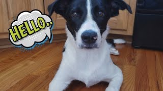 Lucky the Smooth Coat Border Collie Introduction  Tricks [upl. by Eem]