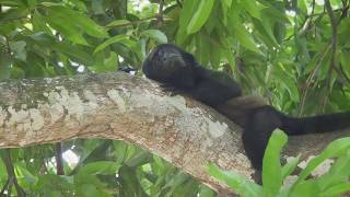 Howler Monkeys in Costa Rica [upl. by Yecrad]