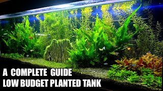 Build Low Tech Planted Tank For Tropical Fish [upl. by Annawt]