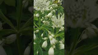 Astrantia Major Shaggy ideal for planting under trees or any borders TrowelandTravel shorts [upl. by Holofernes]