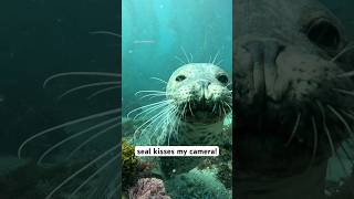 a seal kissed my camera seal [upl. by Thunell651]