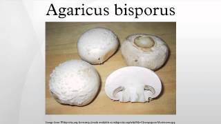 Agaricus bisporus [upl. by Kusin]