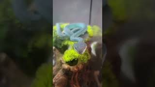 Amazing blue snake Blue insularis pit viper reptiles pitviper venomoussnakes zookeeper snek [upl. by Monto]