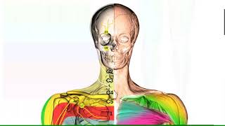 Segmental innervation of the body [upl. by Cora]