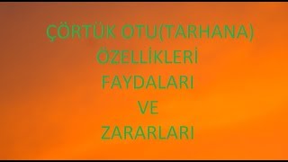 ŞİFALI BİTKİLERÇÖRTÜK OTUTARHANA ÖZELLİKLERİ FAYDALARI VE ZARARLARI [upl. by Manthei]