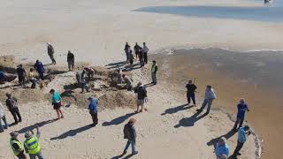 Breaching of Gamtoos River Mouth  Jeffreys Bay South Africa [upl. by Itsym747]