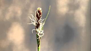 Carex pensylvanica Blowing in the Wind [upl. by Jc822]