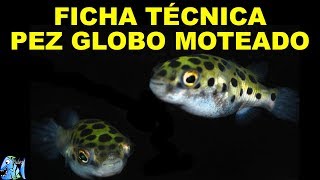 FICHA TECNICA PEZ GLOBO MOTEADO Tetraodon nigroviridis [upl. by Gnot]