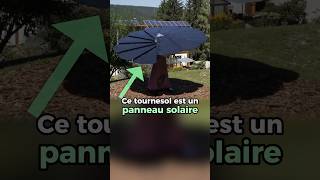 Ce tournesol est un panneau solaire entrepreneur [upl. by Neelehtak]