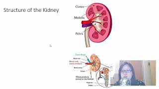 Chap 14 Part 2 Osmoregulation  Cambridge ALevel 9700 Biology [upl. by Eirlav]