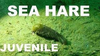 JUVENILE SEA HARE  very rare footage [upl. by Tori]