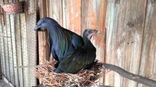 Nicobar Pigeons Colony [upl. by Kier950]