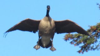 Canada Geese HONKING LANDING Angry at Each Other [upl. by Annasiul]