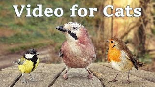 Videos for Cats to Watch  8 Hour Birds Bonanza  Cat TV Bird Watch [upl. by Stephie]