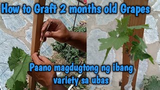 Grafting grape vines in 2 months old grapes paano magdugtong ng ibang variety sa ubas [upl. by Jay916]