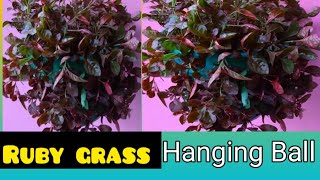 Alternanthera  Ruby grass Plant Hanging Ball [upl. by Oniram]