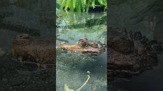 Amazing Cuvier’s dwarf caiman amp handling babies with Kevin McCurley at NERD zoo tour [upl. by Dnomayd]