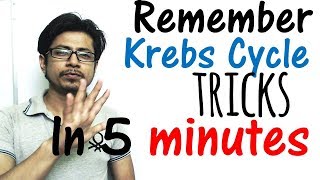 Krebs cycle trick made easy  Remember Krebs cycle in 5 minutes [upl. by Vivl479]