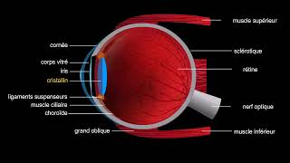 Structure de lœil droit [upl. by Laspisa]
