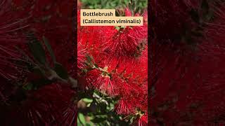 Callistemon viminalis Native Australian Hedge Plant [upl. by Ahsinnek]