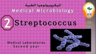 Medical Microbiology 2 Streptococcus البكتريا العقدية  السبحية [upl. by Wootten]