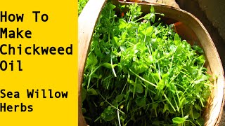 How to Make Chickweed Infused Herbal Oil [upl. by Araiek]