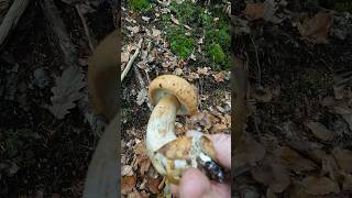 Boletus reticulatusaestivalis summer cepshorts nature new trending foryou forest mushroom [upl. by Findlay381]