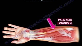 Anatomy Of The Palmaris Longus Muscle  Everything You Need To Know  Dr Nabil Ebraheim [upl. by Lannie388]