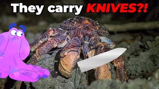 Why Coconut Crabs Would Make Excellent Hired Goons [upl. by Kcirddes]