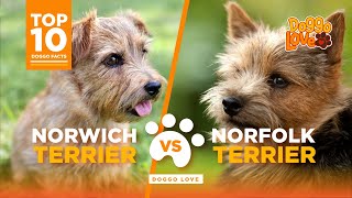 Norfolk Terrier Vs Norwich Terrier  What are the differences  which is the best breed for you [upl. by Reffinej]