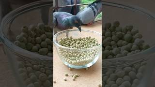 Birds Feeding ASMR birds pigeon shorts [upl. by Voleta]