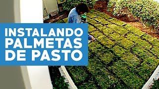 ¿Cómo instalar palmetas de pasto [upl. by Engen629]