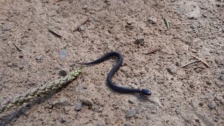 Northern Ringnecked Snake diadophis punctatus edwardsii [upl. by Mccallum]