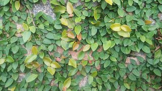 Ficus pumila creeping fig  Royal plant for royal people [upl. by Ykcir476]