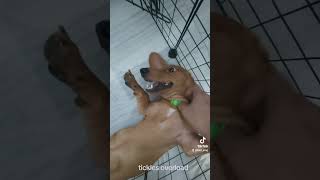 MY NOT Soo TICKLISH DOGGIE [upl. by Branscum68]