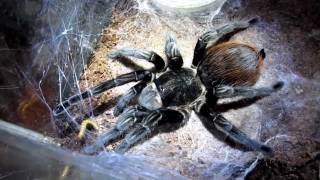 Brachypelma Vagans eating mealworms [upl. by Older378]