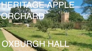 Heritage Apple Orchard Oxburgh Hall Norfolk [upl. by Zinah235]