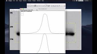 western blot analysis with imageJ [upl. by Aillimac537]