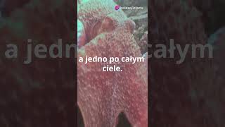 Czy wiedziałeś że ośmiornice mają trzy sercashorts shortsvideo youtubeshorts tiktok reels [upl. by Malvina]