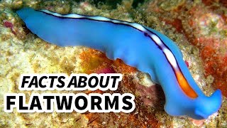 Flatworm Facts WORMS that can live INSIDE YOU  Animal Fact Files [upl. by Eppillihp]