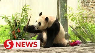 South Koreaborn panda Fu Bao makes first public appearance in China [upl. by Imeaj]