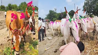 2024 नेकनूरबैलबाजारसमिती ajitchakredairyfarm khillar cow bullock yoytubeshorts yoytube [upl. by Alek779]