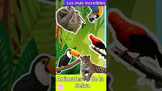 ¡Los más increíbles Animales de la Selva  Amazon Rainforest Animals 🦜🦥🌴🐆 [upl. by Lipkin]