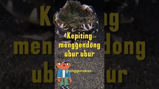 Kepiting Pembawa Perisai Hidup Lautan Carriercrab LautanUnik Simbiosis edukasihewan zonafauna [upl. by Anaud99]