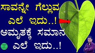 Tinospora Cordifolia uses in Ayurveda  amruthaballi benefits kannada  Guduchi Benefits  ಅಮೃತಬಳ್ಳಿ [upl. by Ridley]