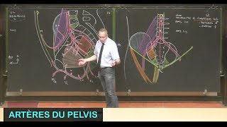 Anatomie des artères du pelvis Pelvis 5 [upl. by Ganley]