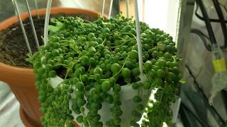 Easy Way How To Propagate String Of Pearls Succulent Plant [upl. by Hunsinger]