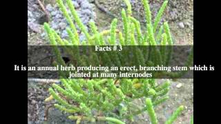 Salicornia bigelovii Top  5 Facts [upl. by Yelnik]